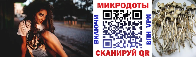 Галлюциногенные грибы Psilocybe Артёмовск